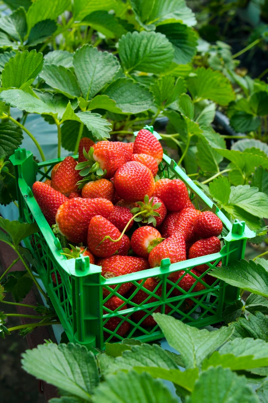 Strawberry