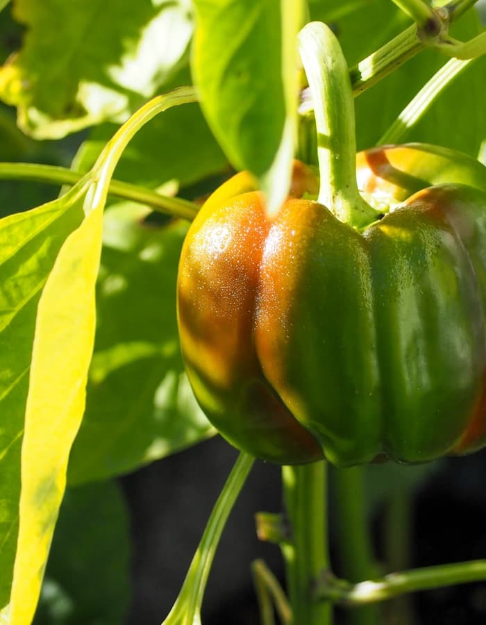 Capsicum
