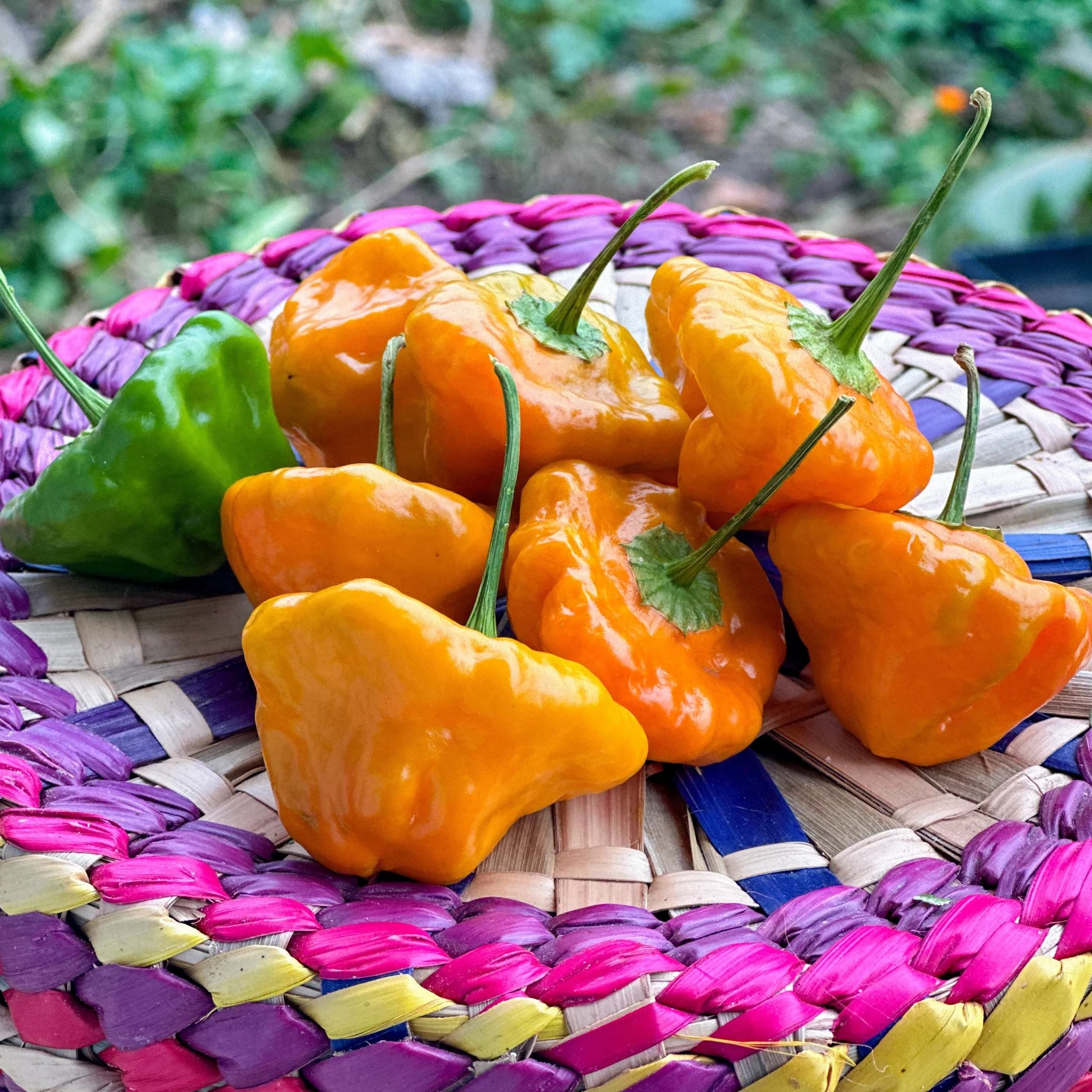 Scotch bonnet chili macro close-up