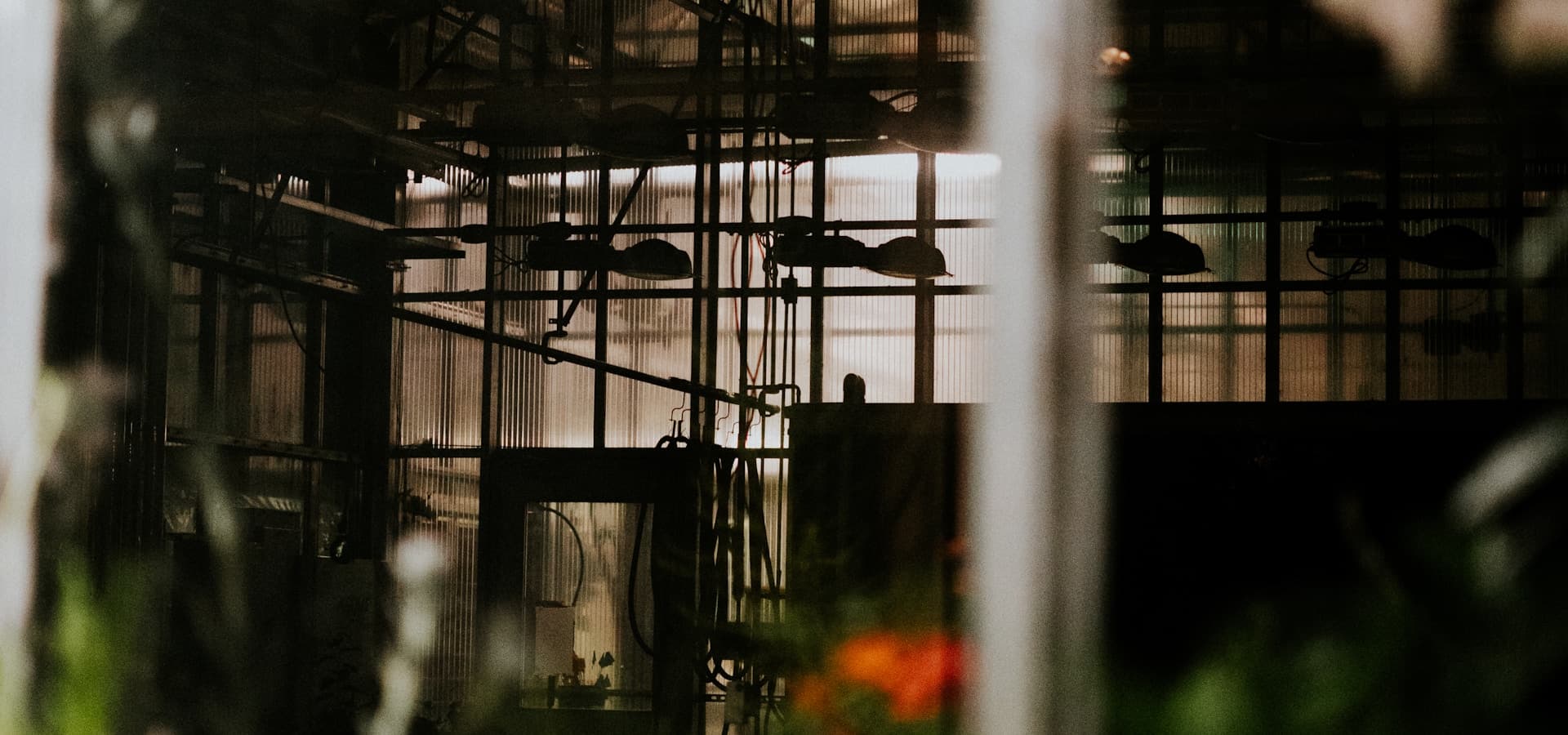 Rows of crops inside a Pearl Gro controlled-environment greenhouse