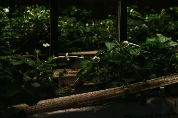 Crop rows growing under greenhouse lighting