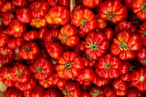 Export-grade tomatoes harvested
