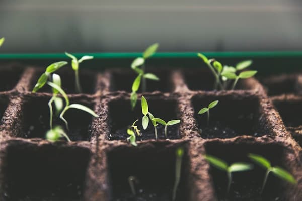 Plant sprouts in a propagation tray