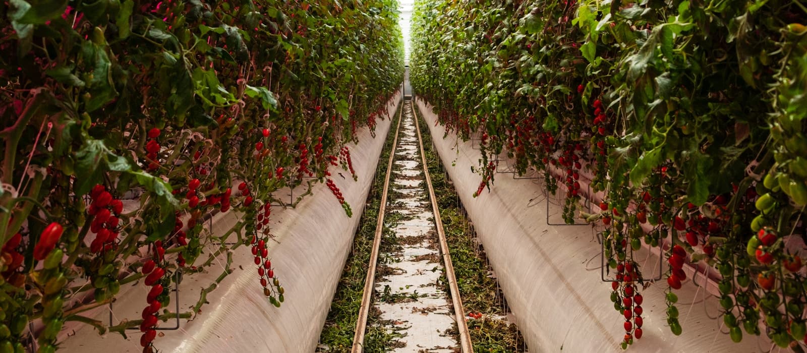 Greenhouse rows of crops under controlled cultivation